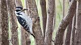 Woodpecker In The Bush_26401